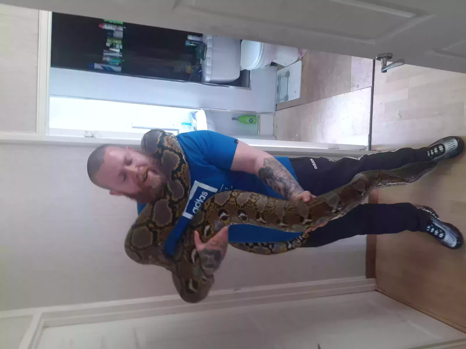 Geordie and annie, Reticulated pythons Reptile for adoption in Newcastle Upon Tyne, England