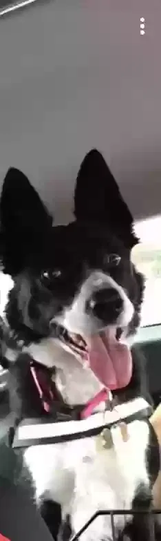 Dog, Border collie Dog for adoption in Glasgow, Scotland