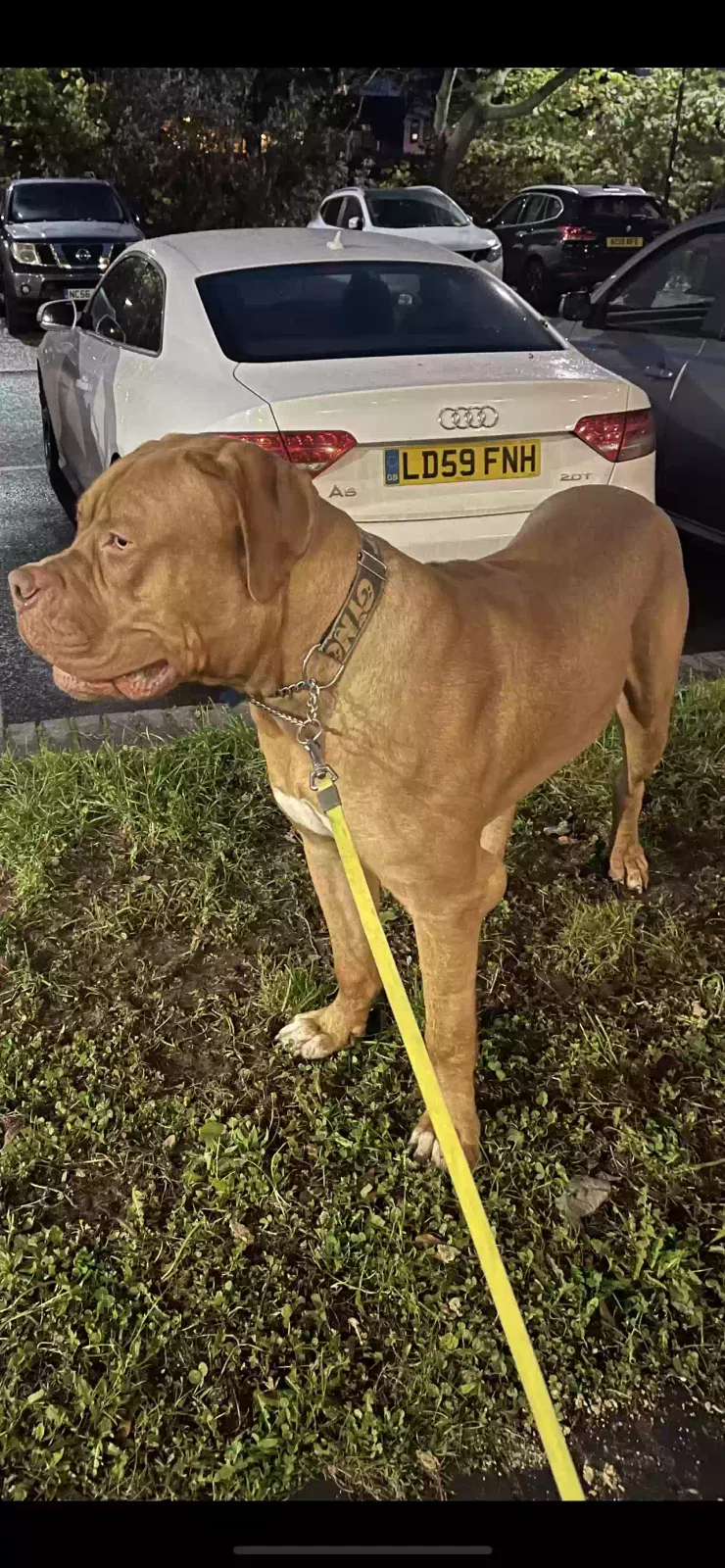 Hooch, Dogue de Bordeaux Dog for adoption in London, England