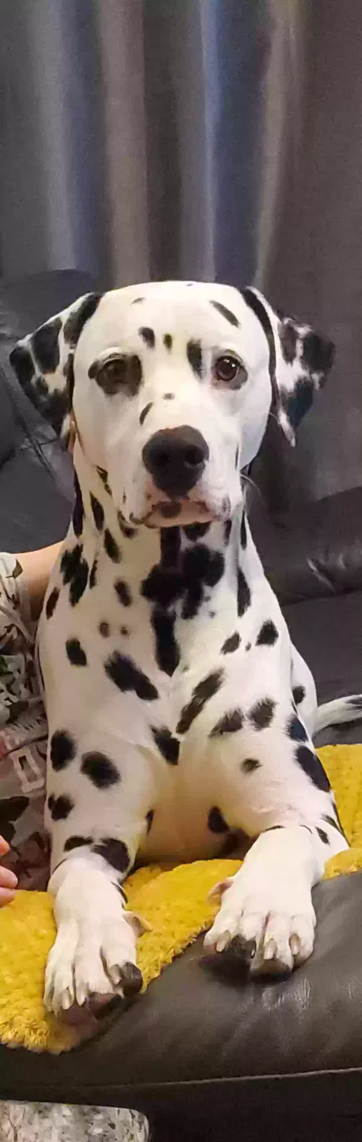Marshal, Dalmatian Dog for adoption in Cambridge, England