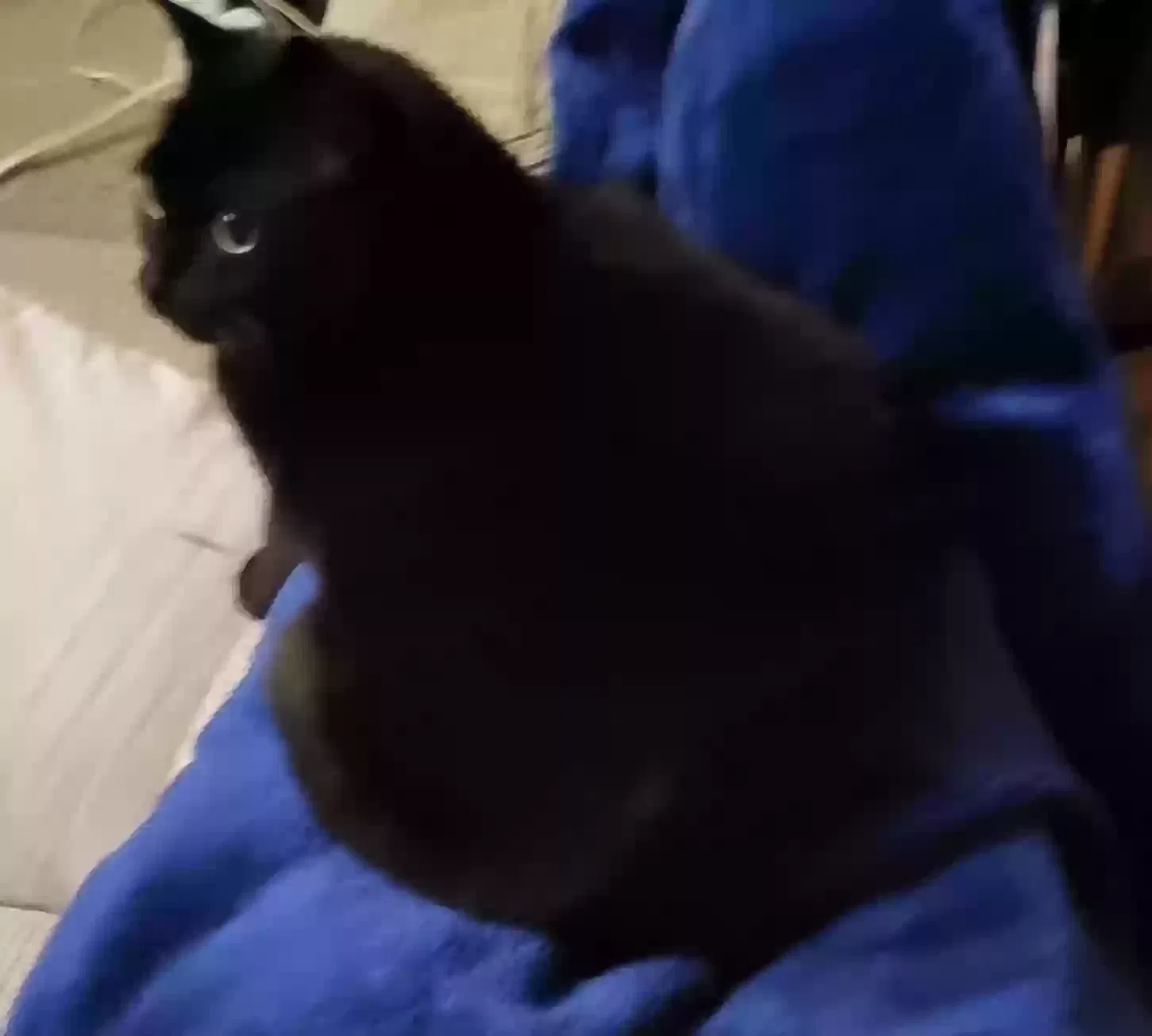 Lennon, Unknown Cat for adoption in London, England