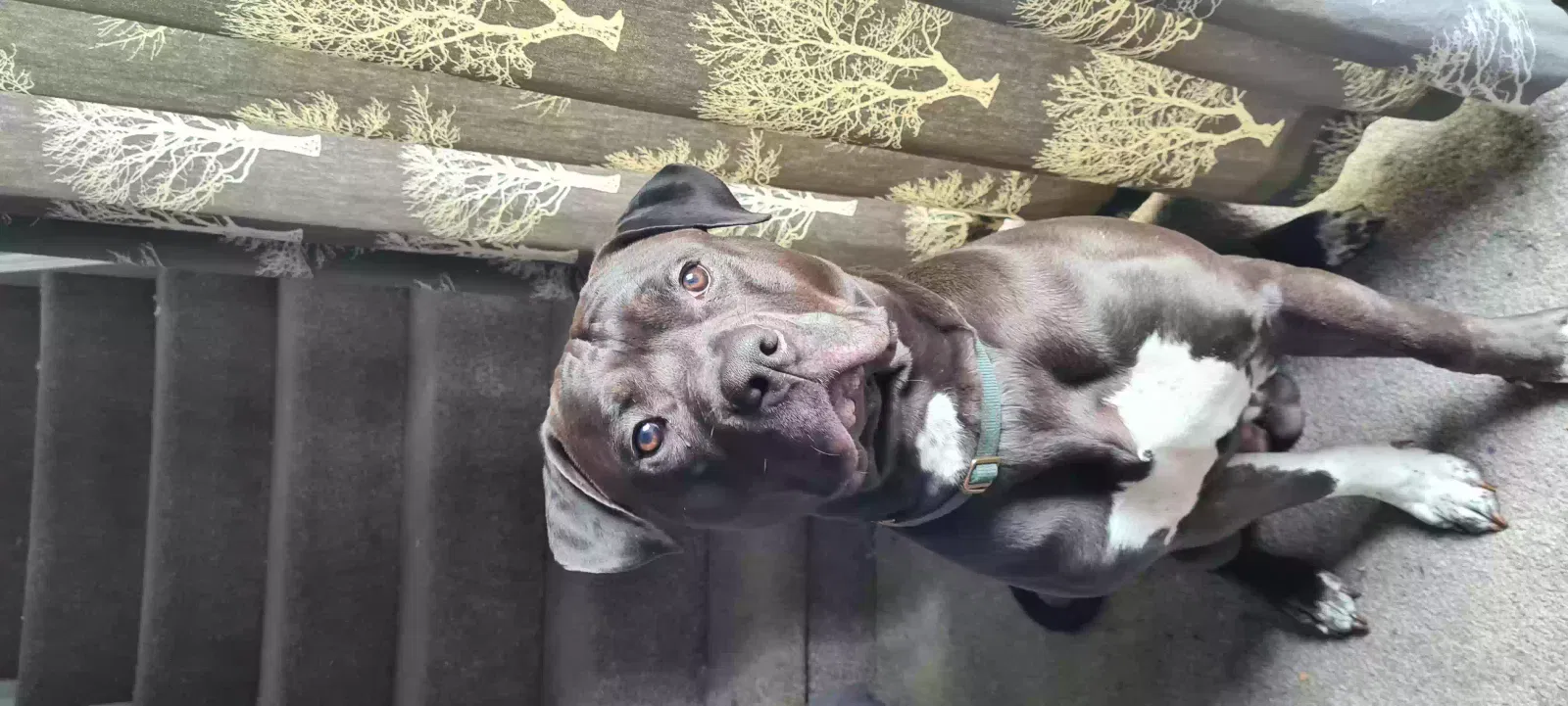 Loki, American bulldog Dog for adoption in Durham, England