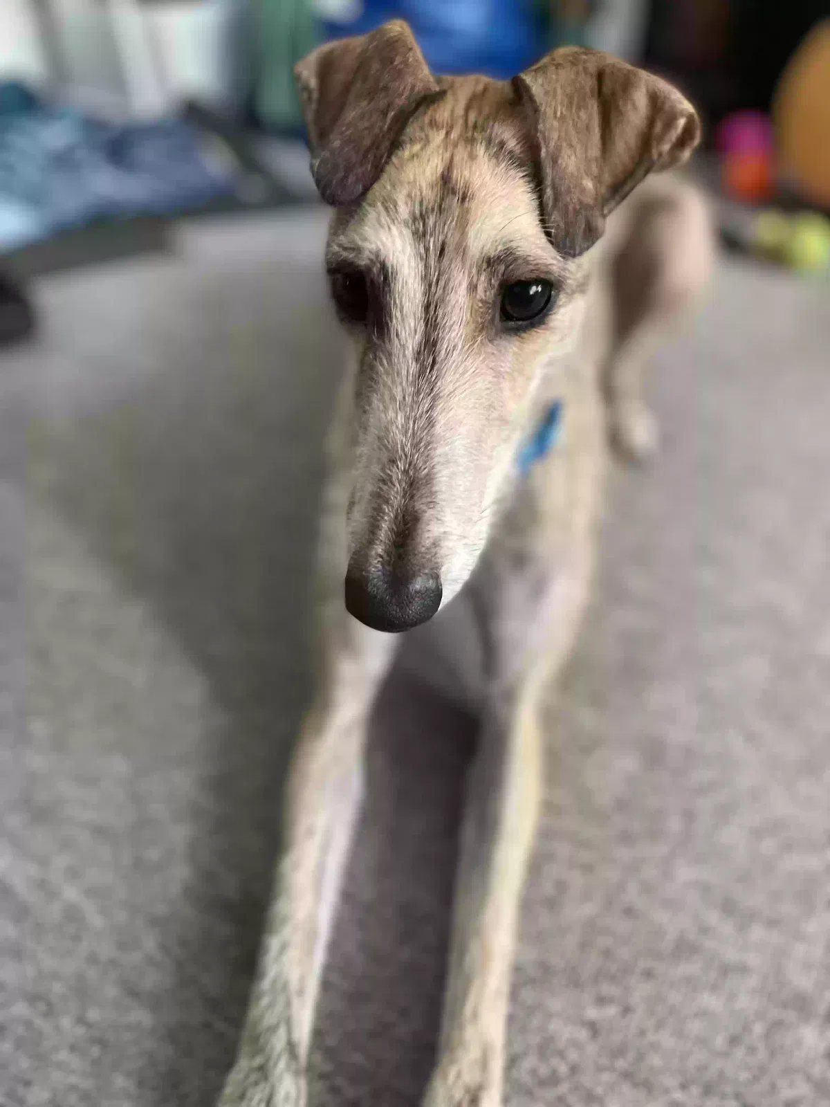 Lenny, Lurcher x whippet Dog for adoption in Brighton & Hove, England