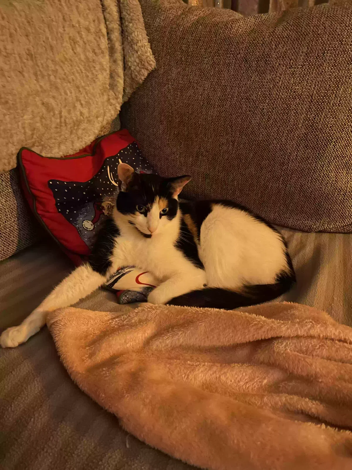 Pixie, Unknown Cat for adoption in Wolverhampton, England
