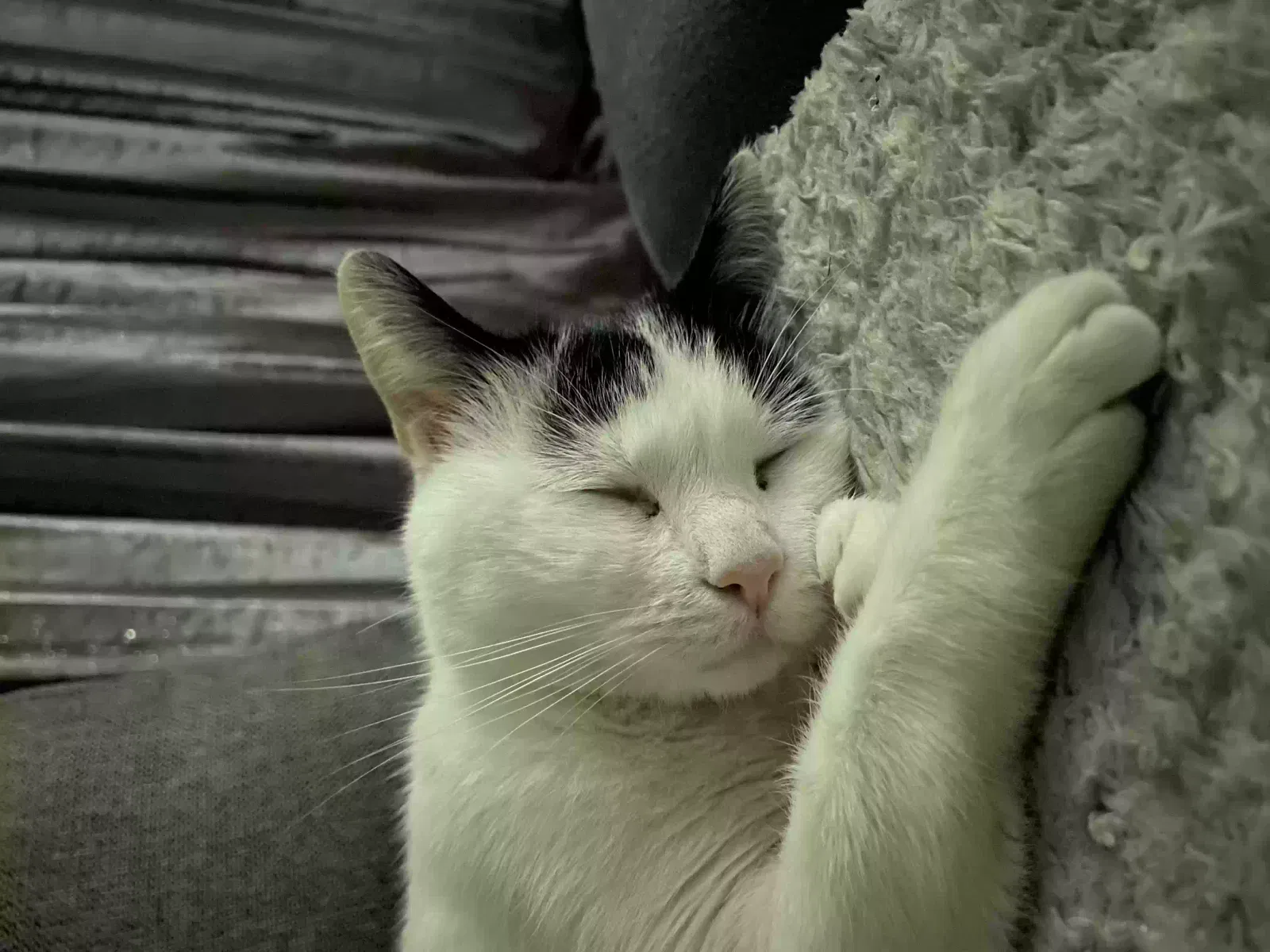 Milo, Unknown Cat for adoption in Wolverhampton, England