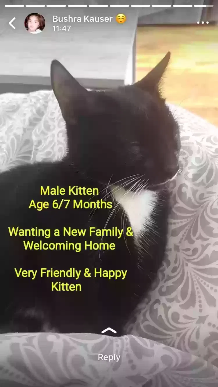 Cat, Unknown Cat for adoption in Bradford, England