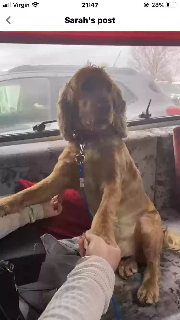 Mylo, Cocker spaniel Dog for adoption in Manchester, England