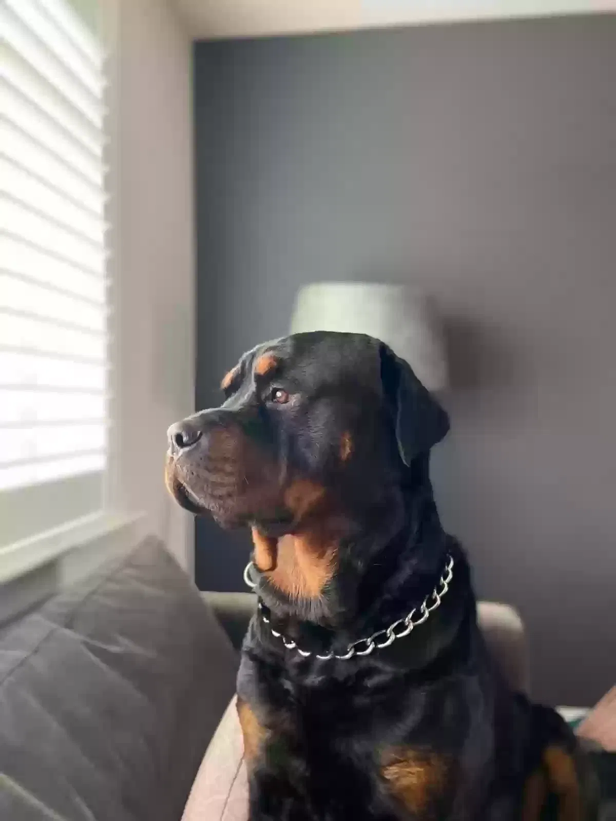 Dave, Rottweiler Dog for adoption in Perth, Scotland