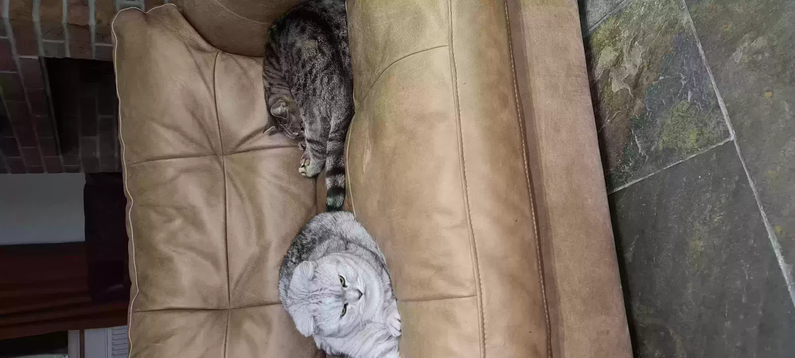 Snowy and tiger, British short haired Cat for adoption in Lincoln, England