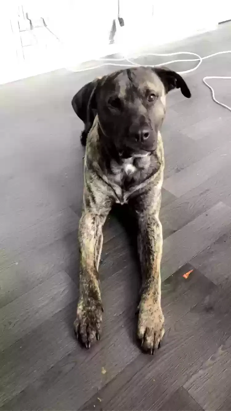 Kong, Unknown Dog for adoption in London, England