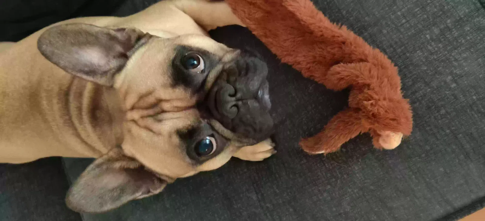 Marvin, French bulldog Dog for adoption in Glasgow, Scotland