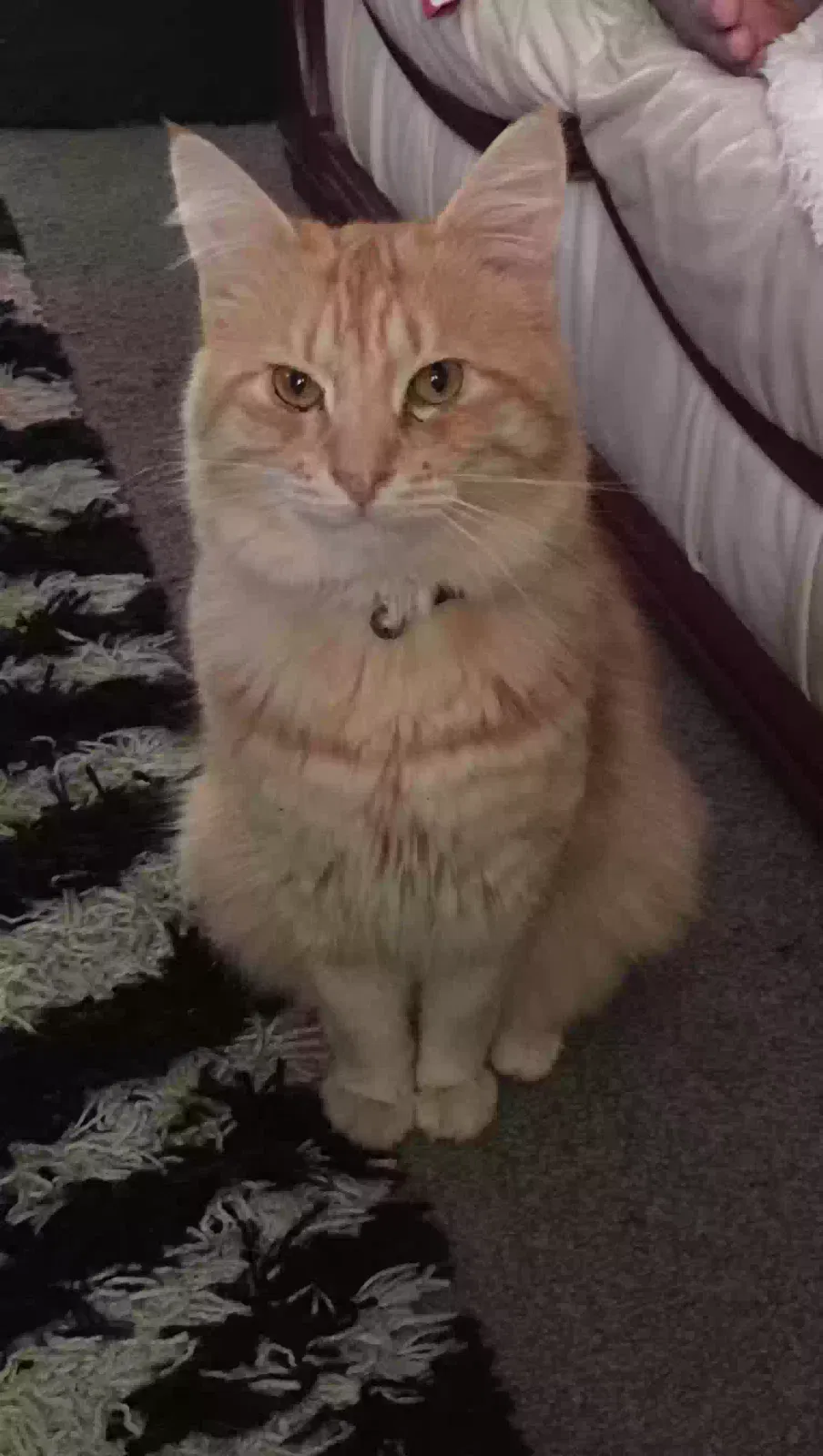 Charlie, Maine Coon cross Cat for adoption in Cardiff, Wales