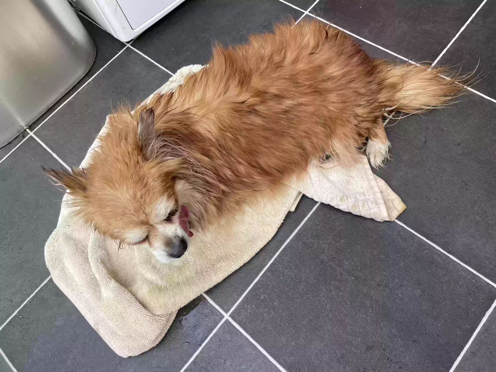 Luna, Papilion Dog for adoption in London, England