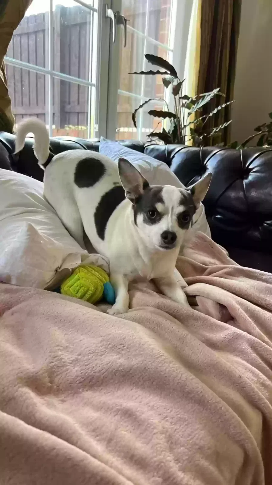 Casper, Chuahaha Dog for adoption in Glasgow, Scotland