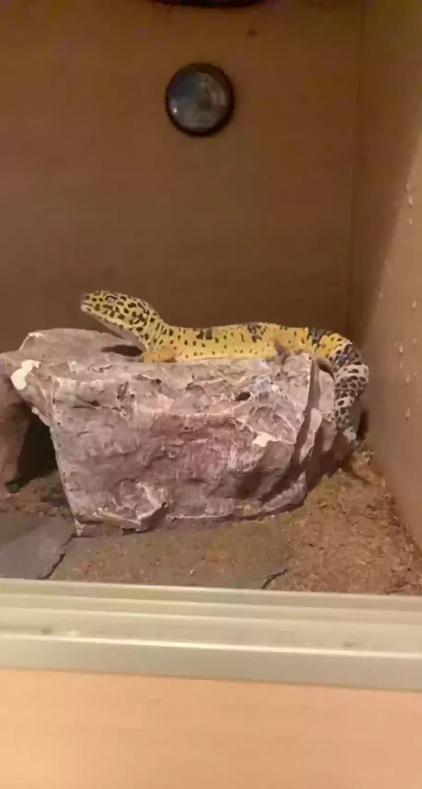 Quincey, Leopard gecko Reptile for adoption in Newcastle Upon Tyne, England