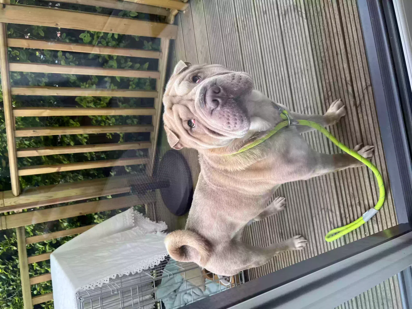 Maddox, Sharpei X Bulldog Dog for adoption in Stoke-On-Trent, England