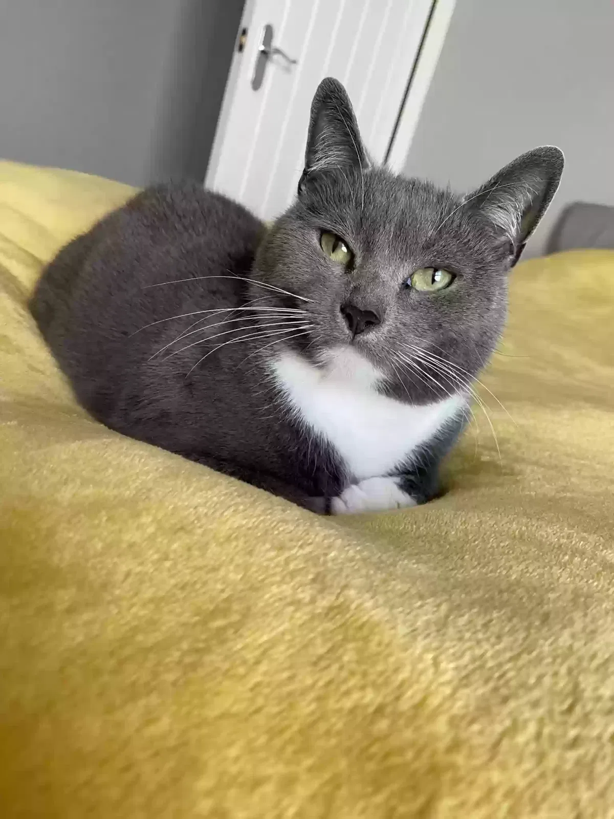 Grazyna, Unknown Cat for adoption in Wakefield, England