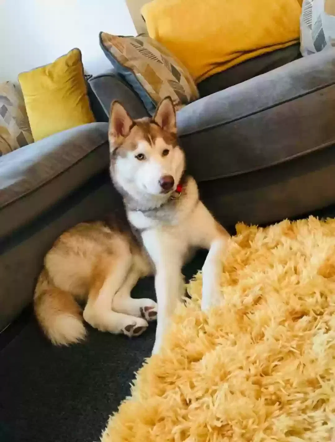 Simba, Alaskan malamute Dog for adoption in Birmingham, England