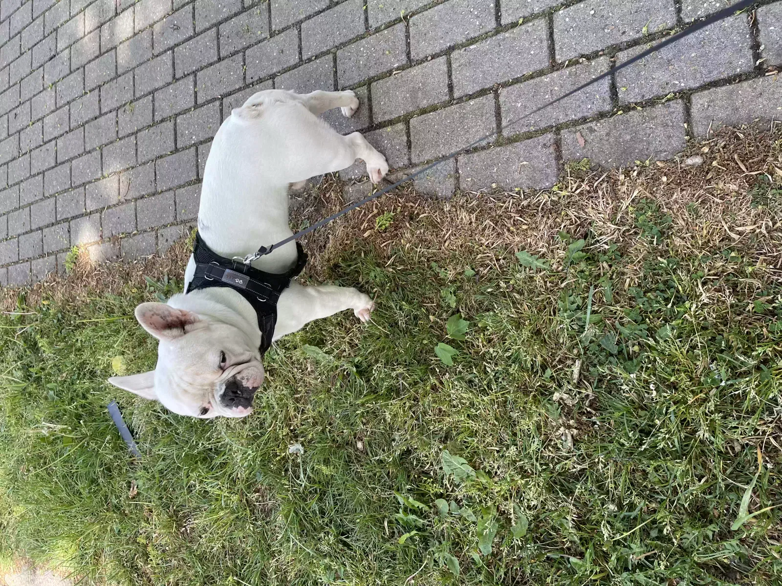 Frankie, French bulldog Dog for adoption in London, England