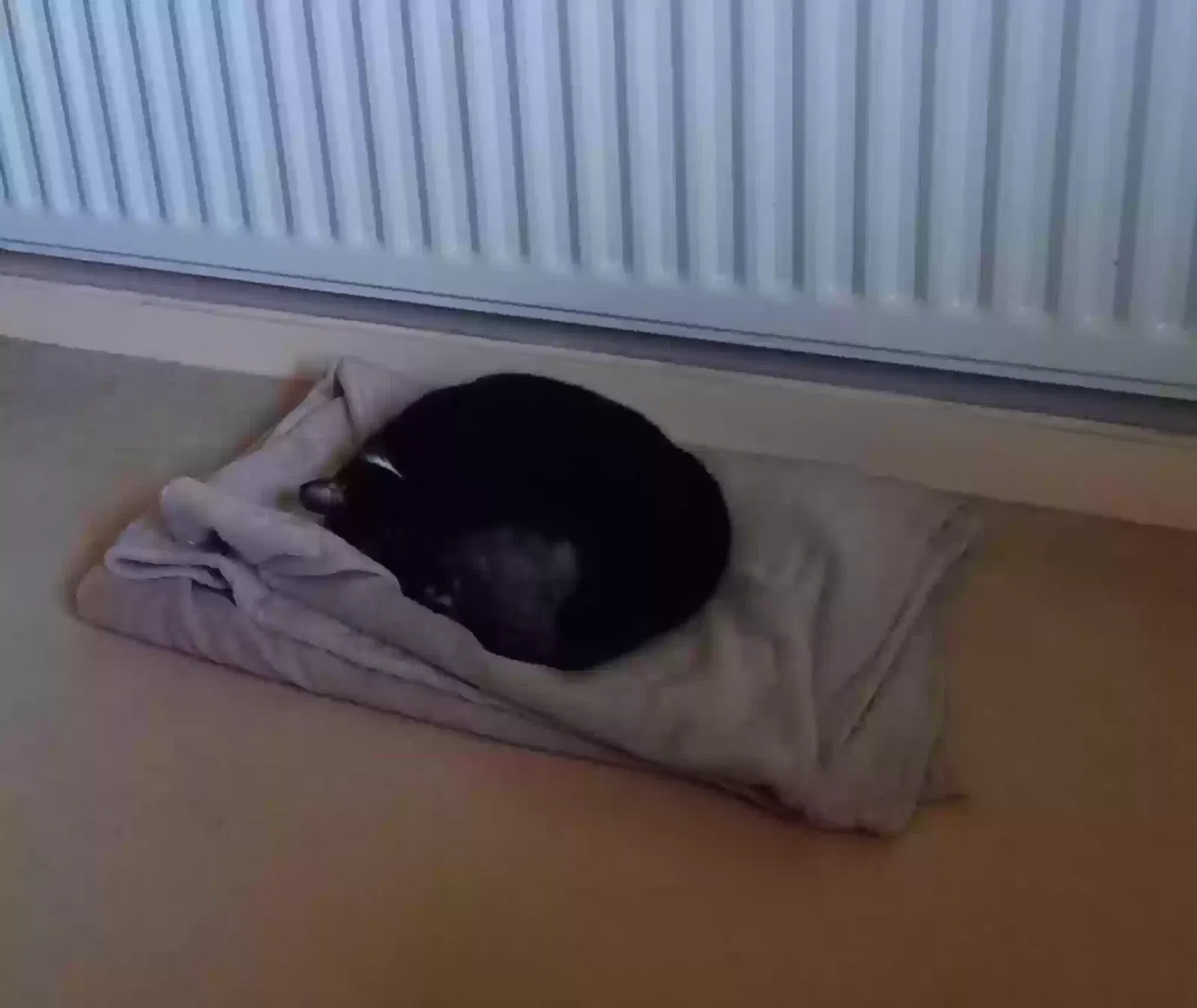 Poppy, Unknown Cat for adoption in Newcastle Upon Tyne, England