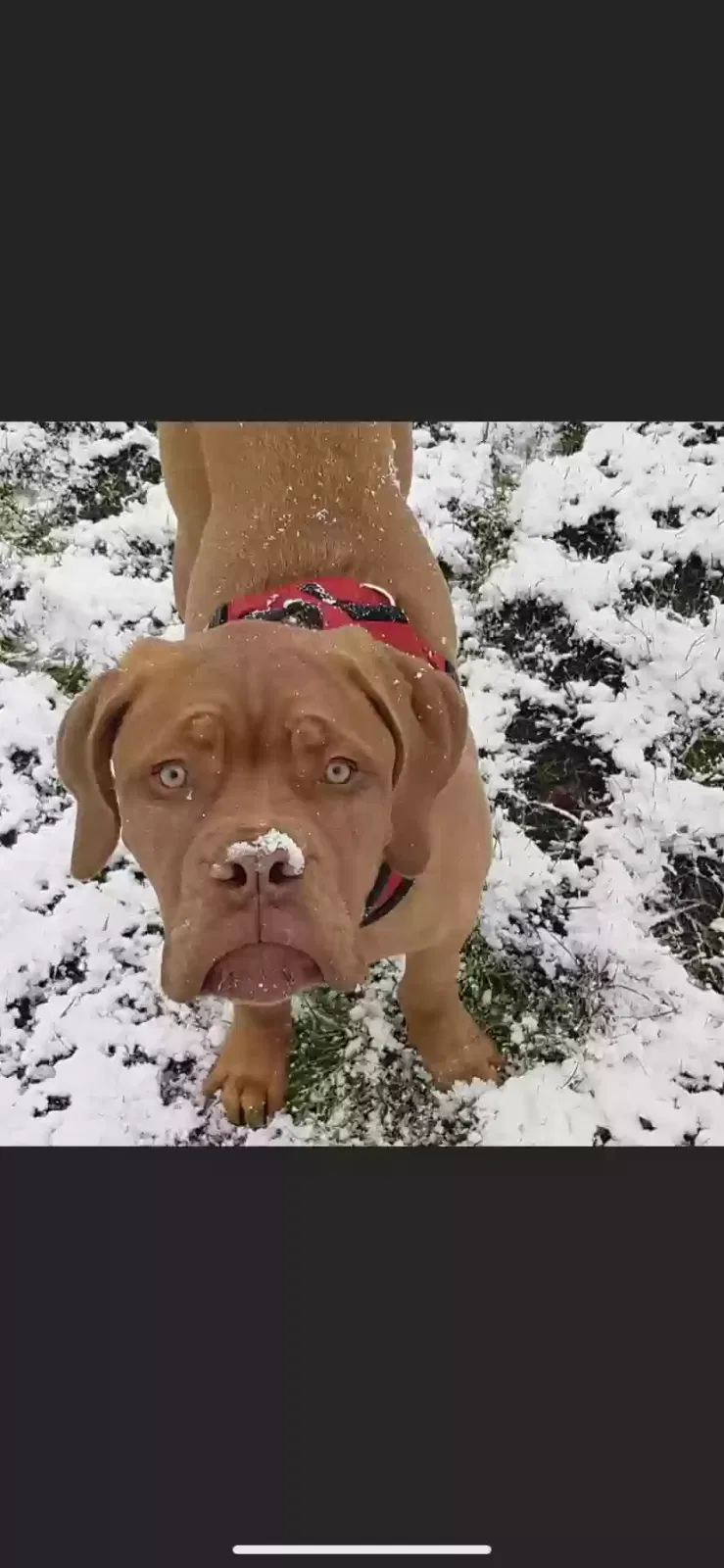 Marnie, French massive dog de bordo Dog for adoption in Canterbury, England