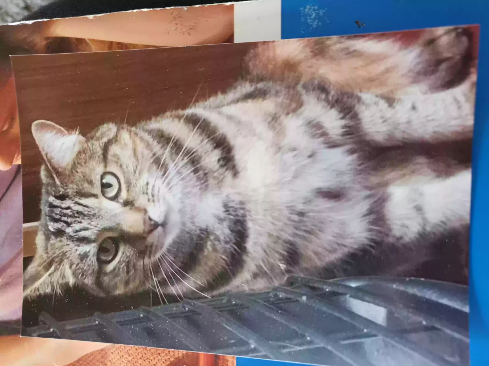 Misha, Tabby Cat for adoption in Glasgow, Scotland