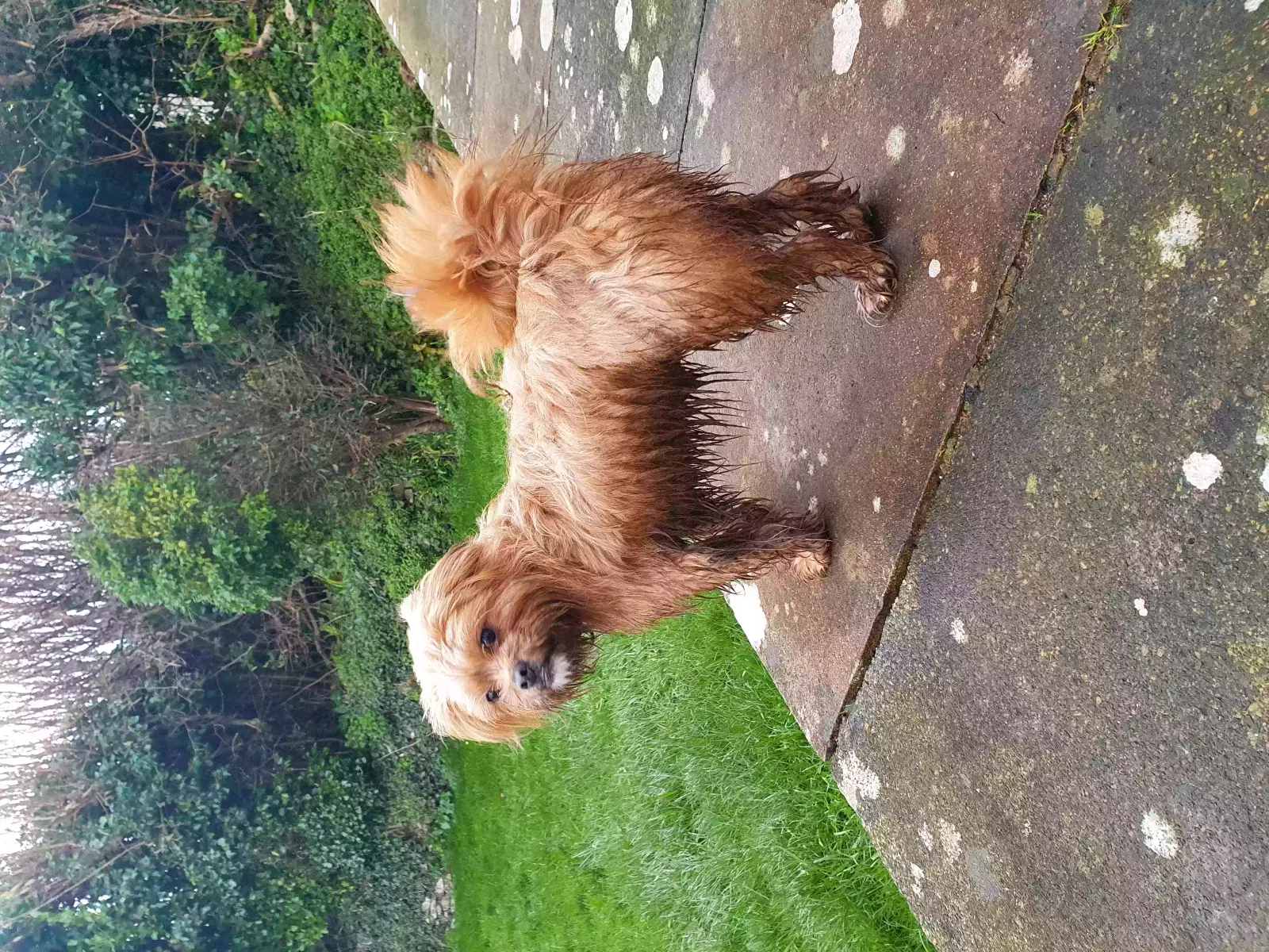 Kenzo, Unknown Dog for adoption in Exeter, England