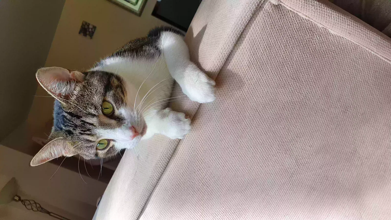 Theo, Unknown Cat for adoption in London, England