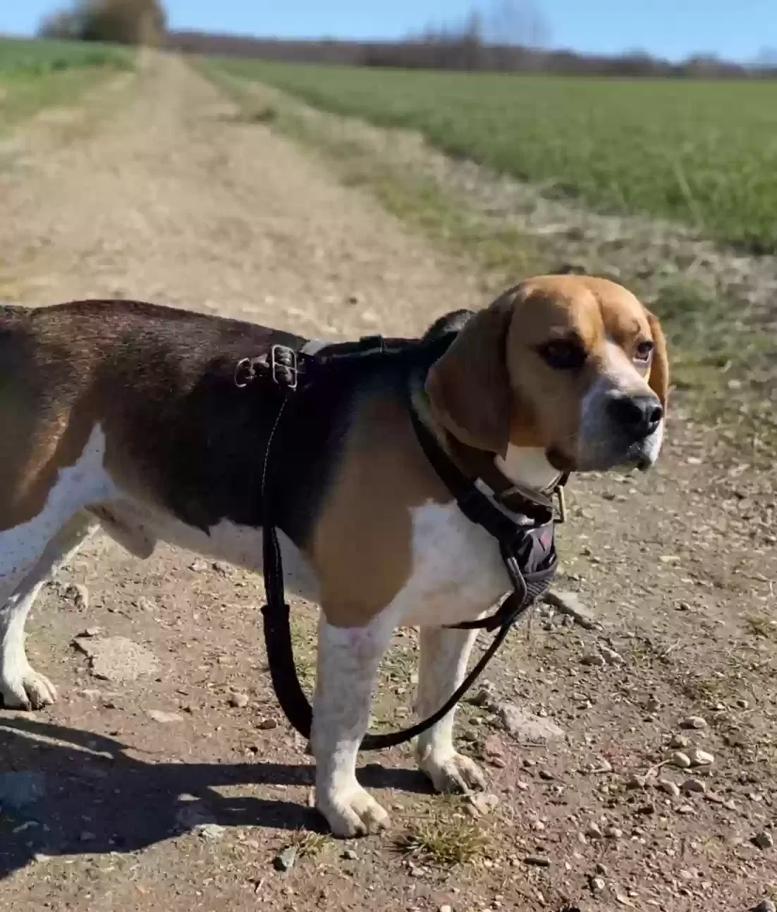 Bronson, Beagle Dog for adoption in London, England