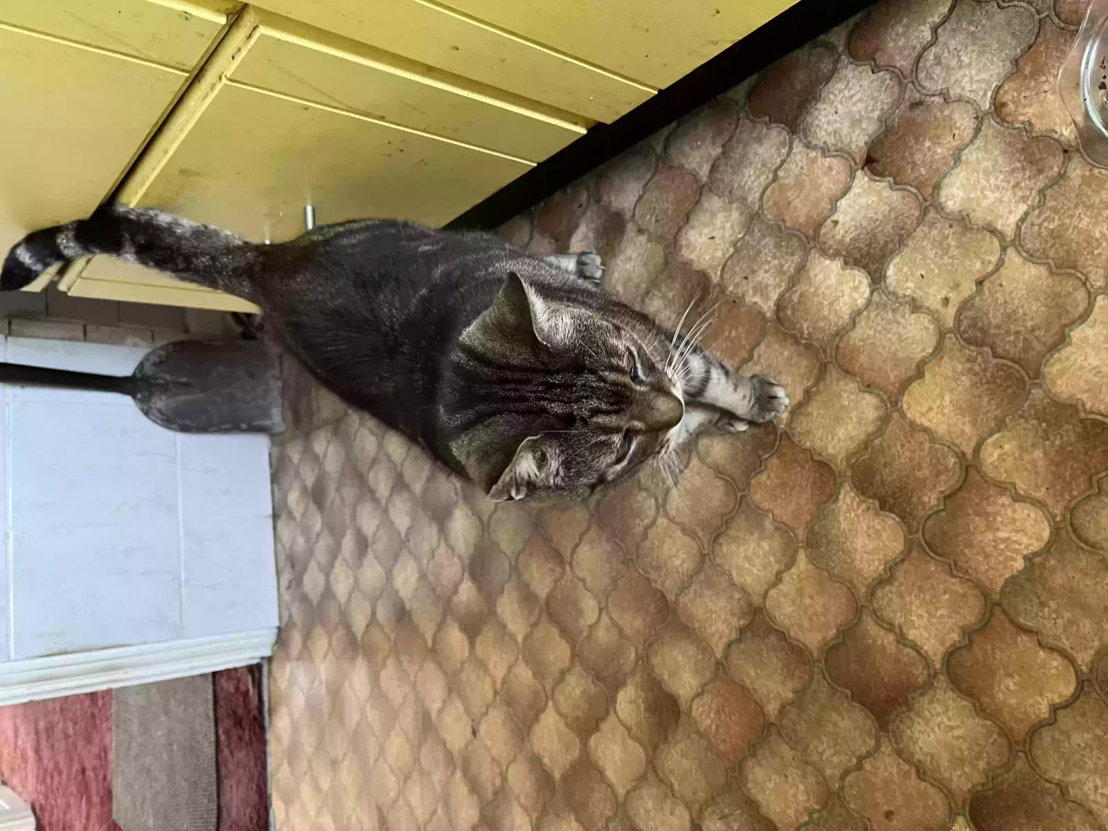 Sammy, Tortoise shell Cat for adoption in London, England