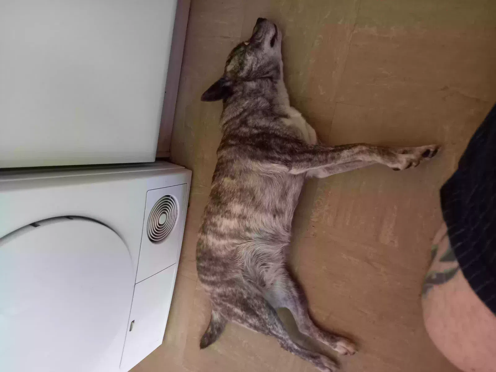 Narla, Cross Dog for adoption in Wolverhampton, England