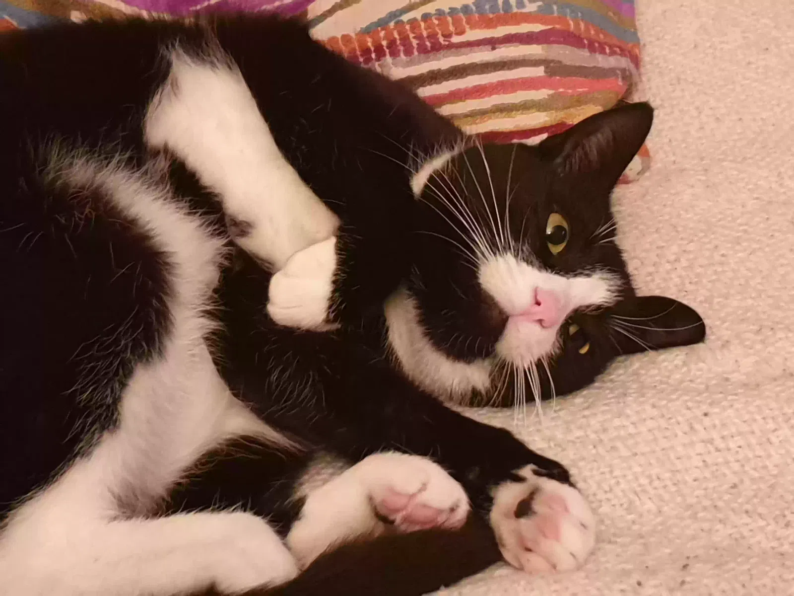Mabel, Unknown Cat for adoption in York, England