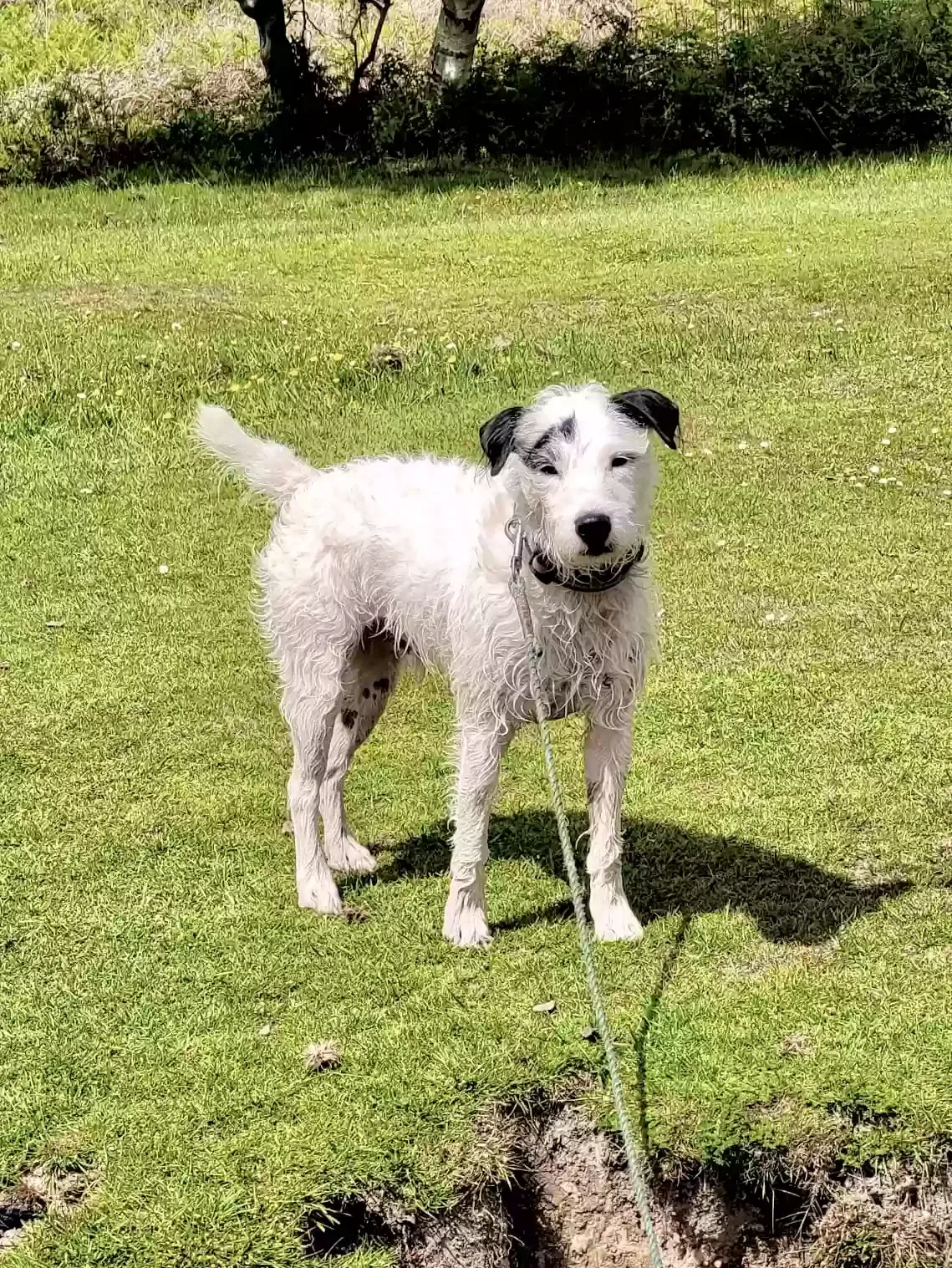 Matey, Parsons Terrier Dog for adoption in London, England