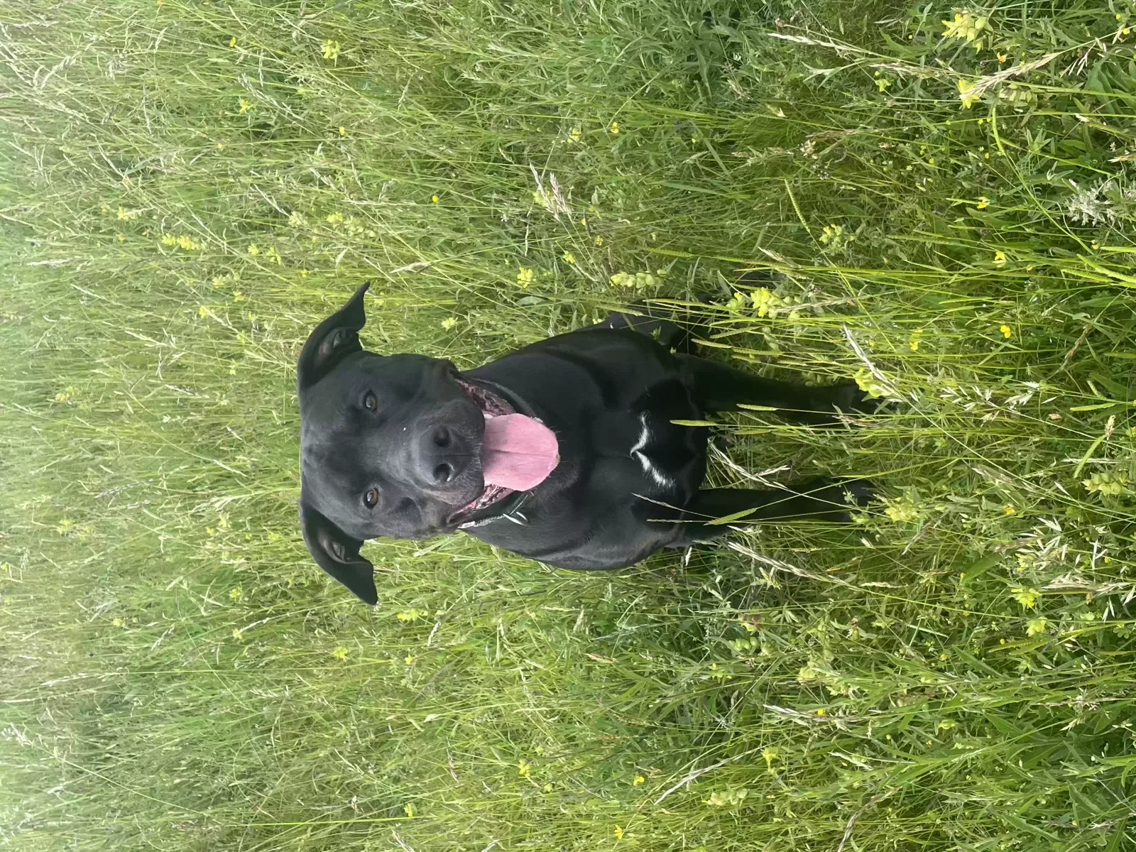Kobe, Doberman/ American bulldog Dog for adoption in Birmingham, England