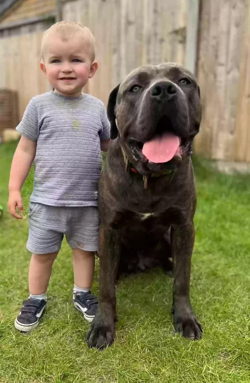 Zues, Cane corso Dog for adoption in Manchester, England