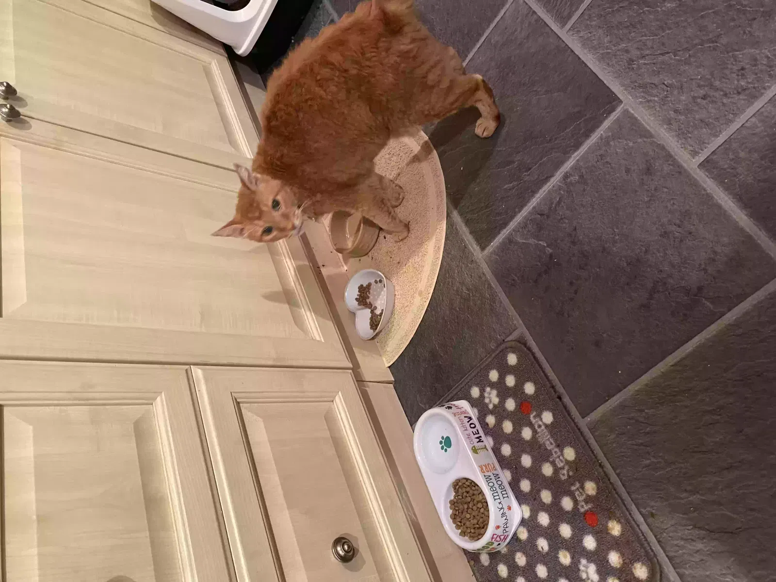 Tango, Red la perm Cat for adoption in Dundee, Scotland