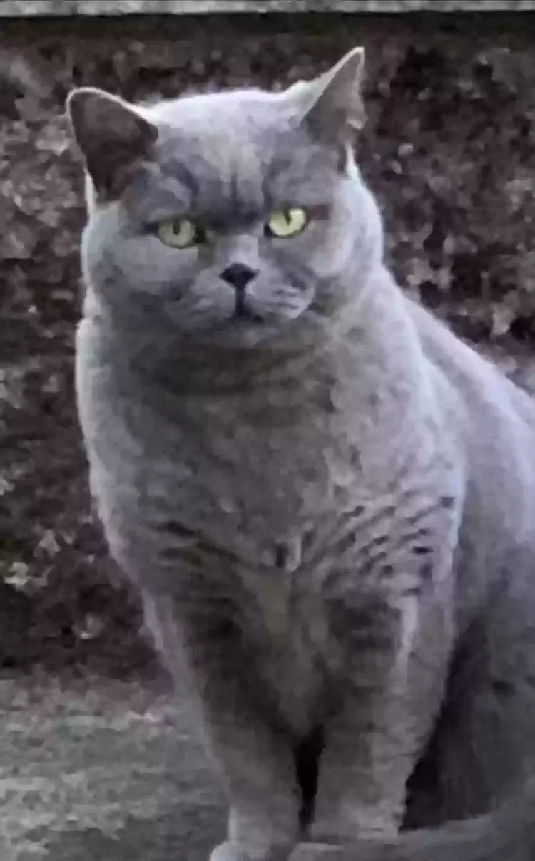 Precious, British blue Cat for adoption in Glasgow, Scotland