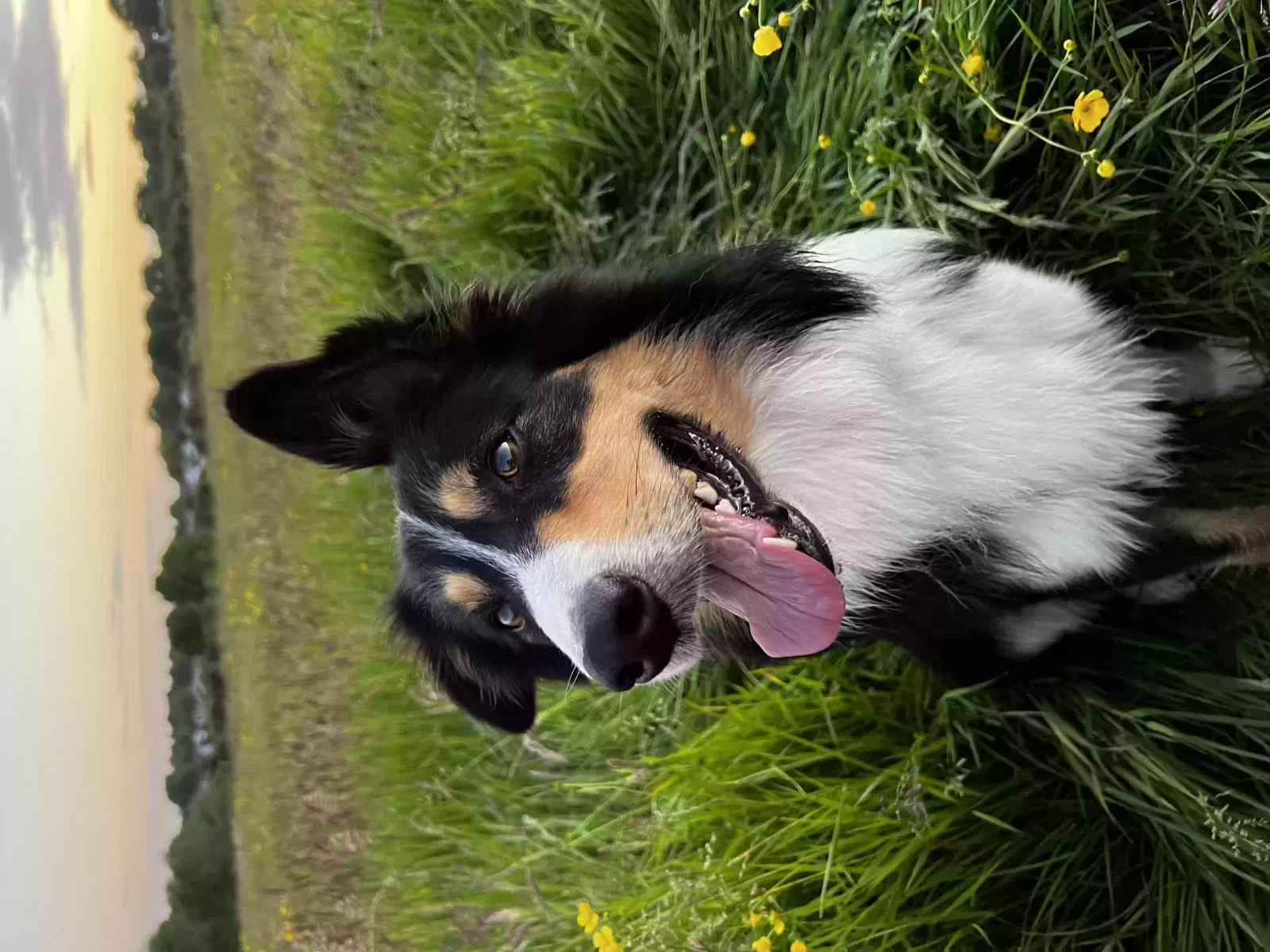 Dexter, Border collie Dog for adoption in Stoke-On-Trent, England