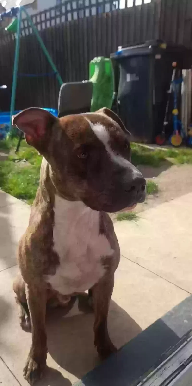 Remi, Unknown Dog for adoption in Kingston Upon Hull, England