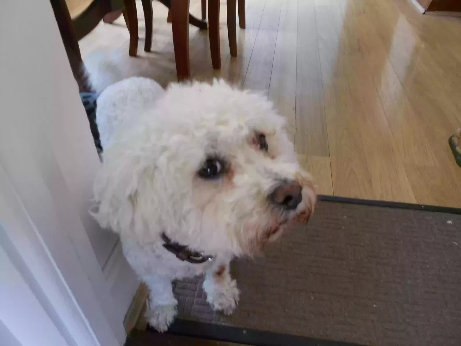 duncan, bichon frize Dog for adoption in Chelmsford, England
