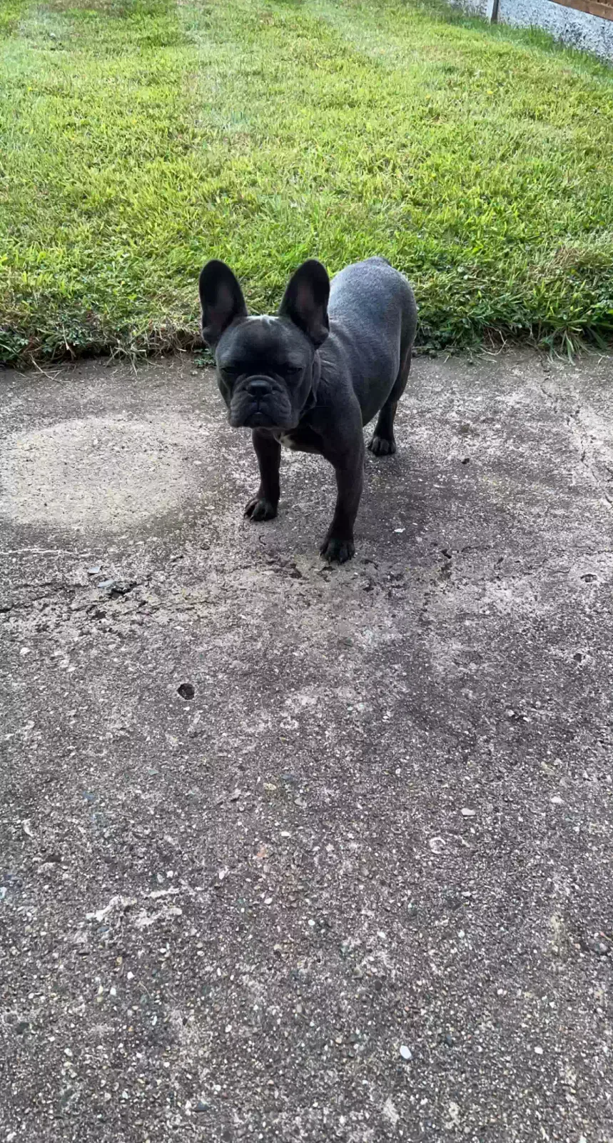 River, French bulldog Dog for adoption in London, England