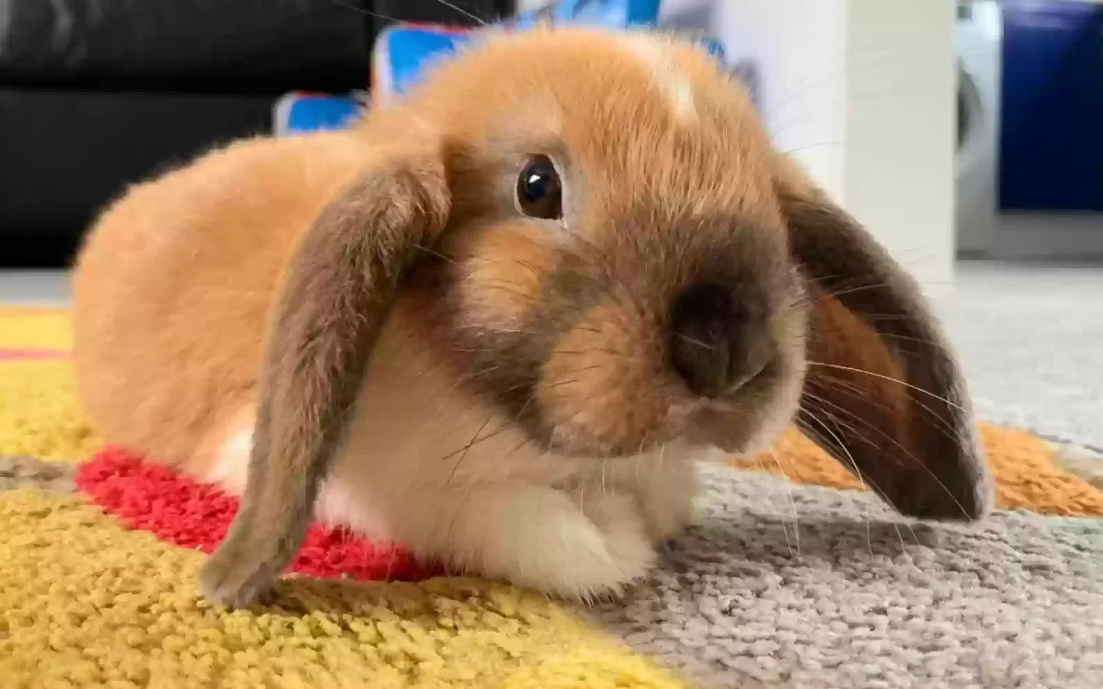 Coco, Mini lop Pet for adoption in Sunderland, England