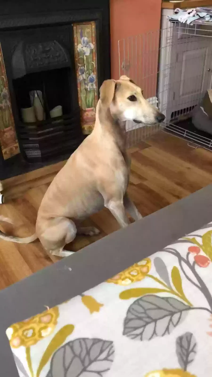 Holly, Lurcher Dog for adoption in Leicester, England