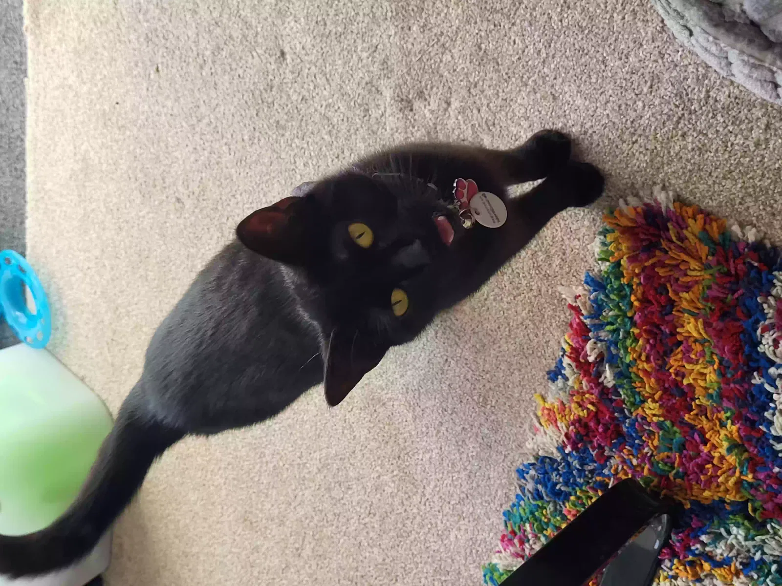 Luna, Moggy Cat for adoption in Bristol, England