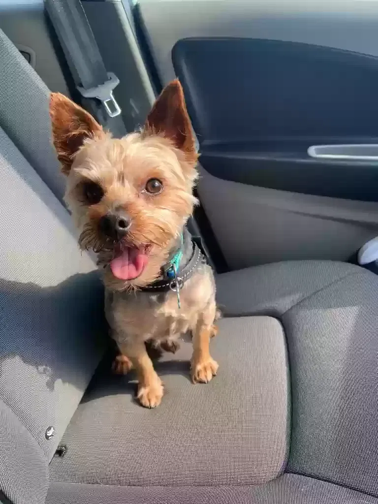 Alfie, Yorkshire Terrier Dog for adoption in Derby, England