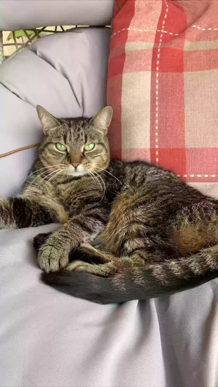 Mittens, Tabby Cat for adoption in Leicester, England