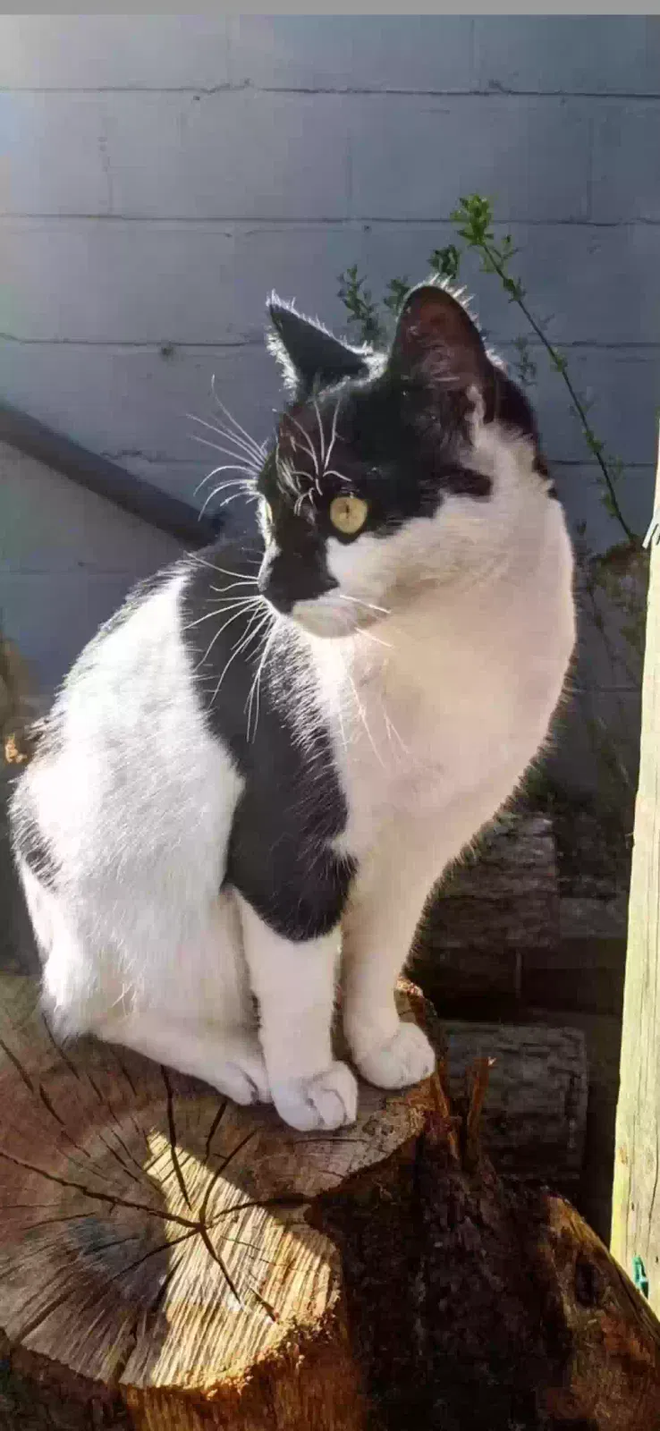 Dayo, Moggy Cat for adoption in Kingston Upon Hull, England