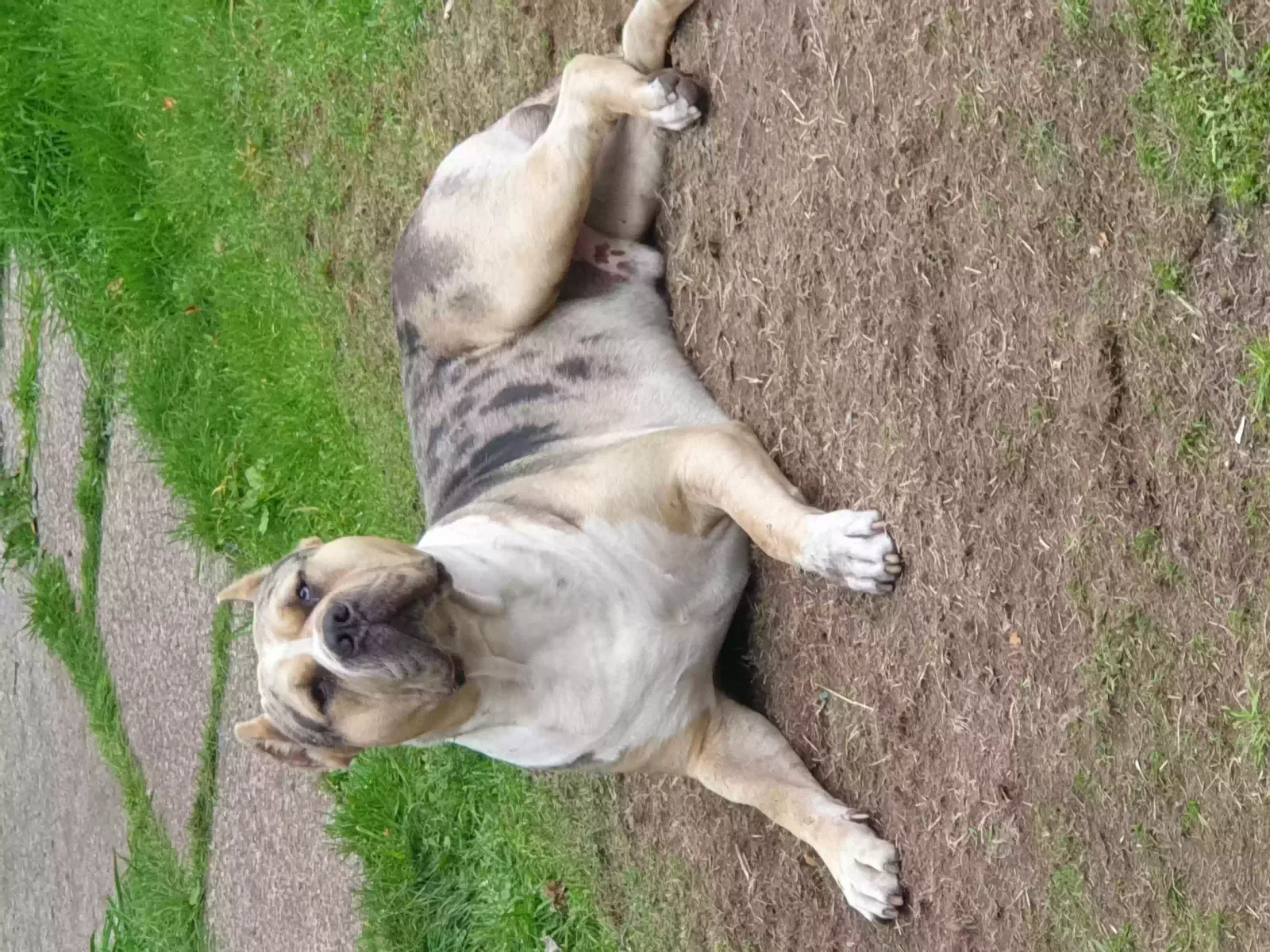 general, american bully xl Dog for adoption in Manchester, England