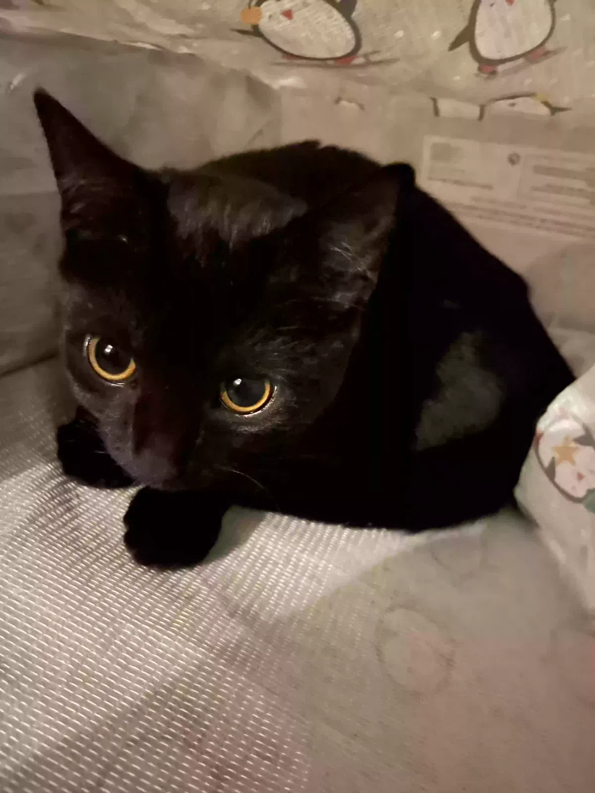Misty, Domestic Short Hair Cat for adoption in Lancaster, England