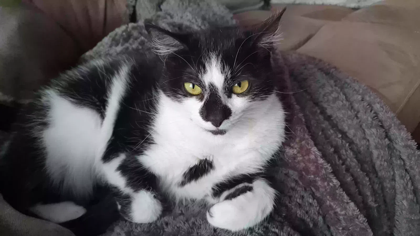 Oreo, Domestic short hair Cat for adoption in Manchester, England